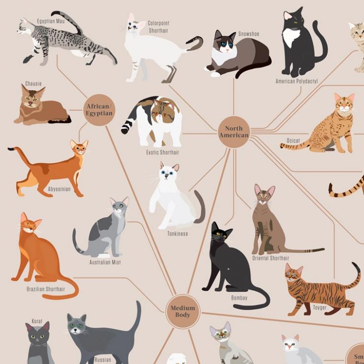 Cats Categorized Tutte Le Razze Dei Gatti In Un Poster Foto